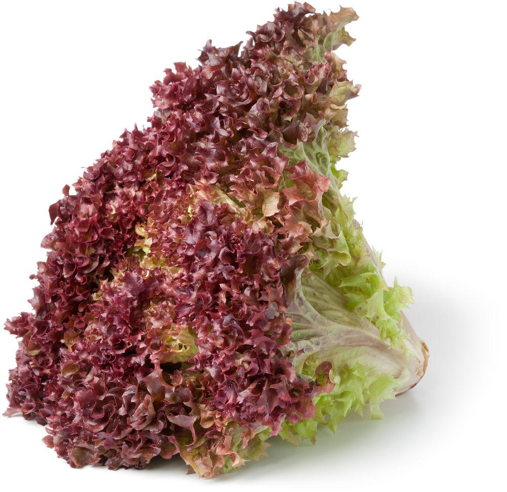 Lollosalat Rød Spania/ Italia, 400 g
