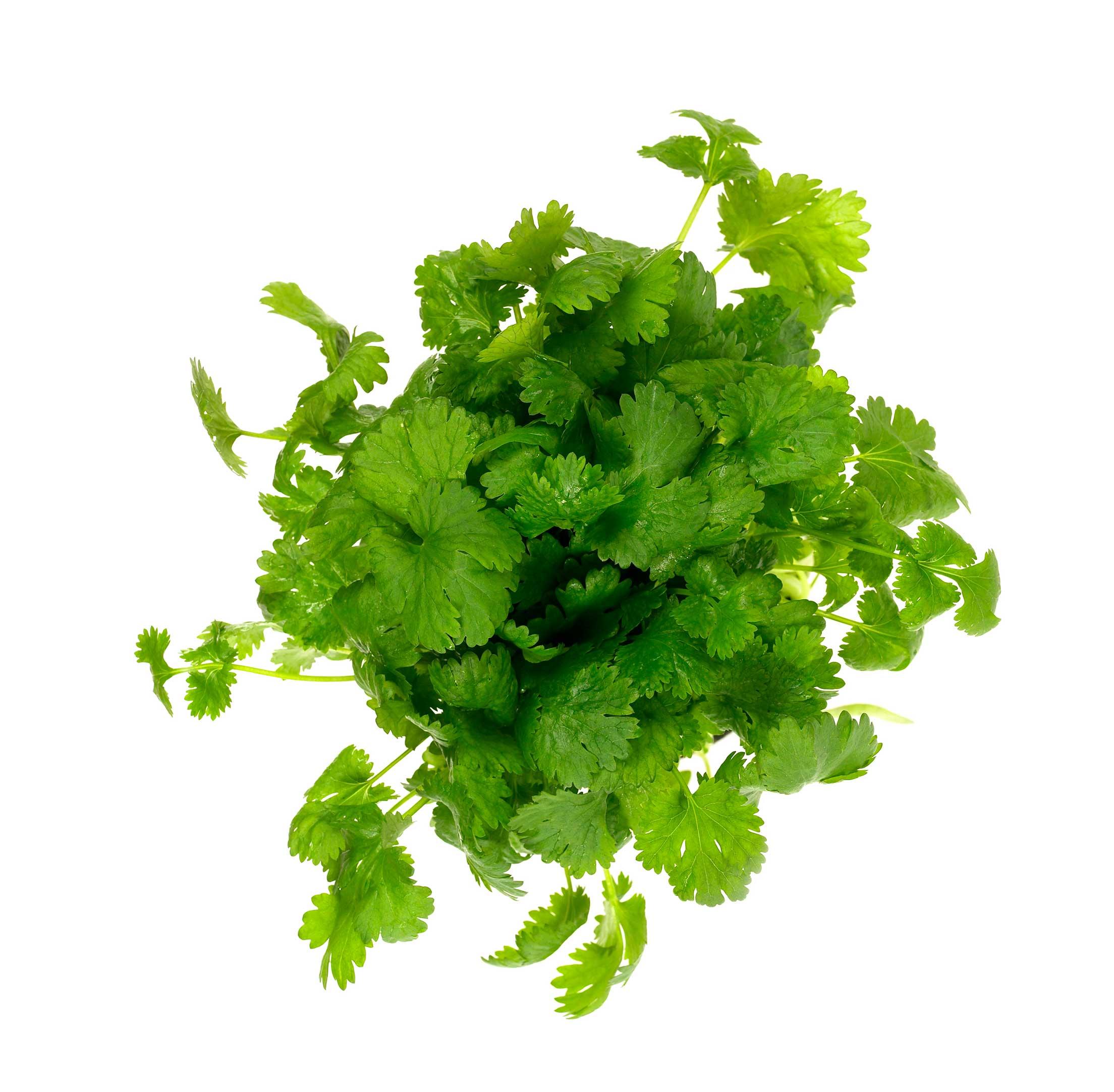 Urte Koriander 12cm