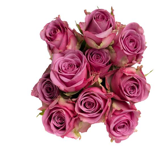 Roser Rosa 10pk 50cm