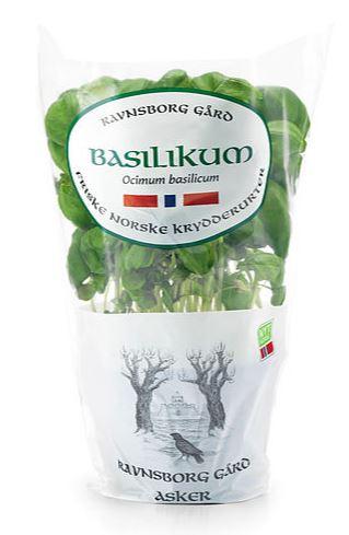 Urte Basilikum 12cm