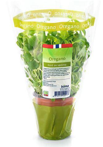 Urte Oregano 12cm