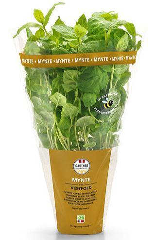 Urte 9cm Mynte Gartner