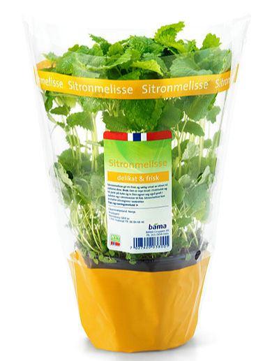 Urte Sitronmelisse 12cm