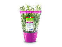 Urte Rosmarin 12cm