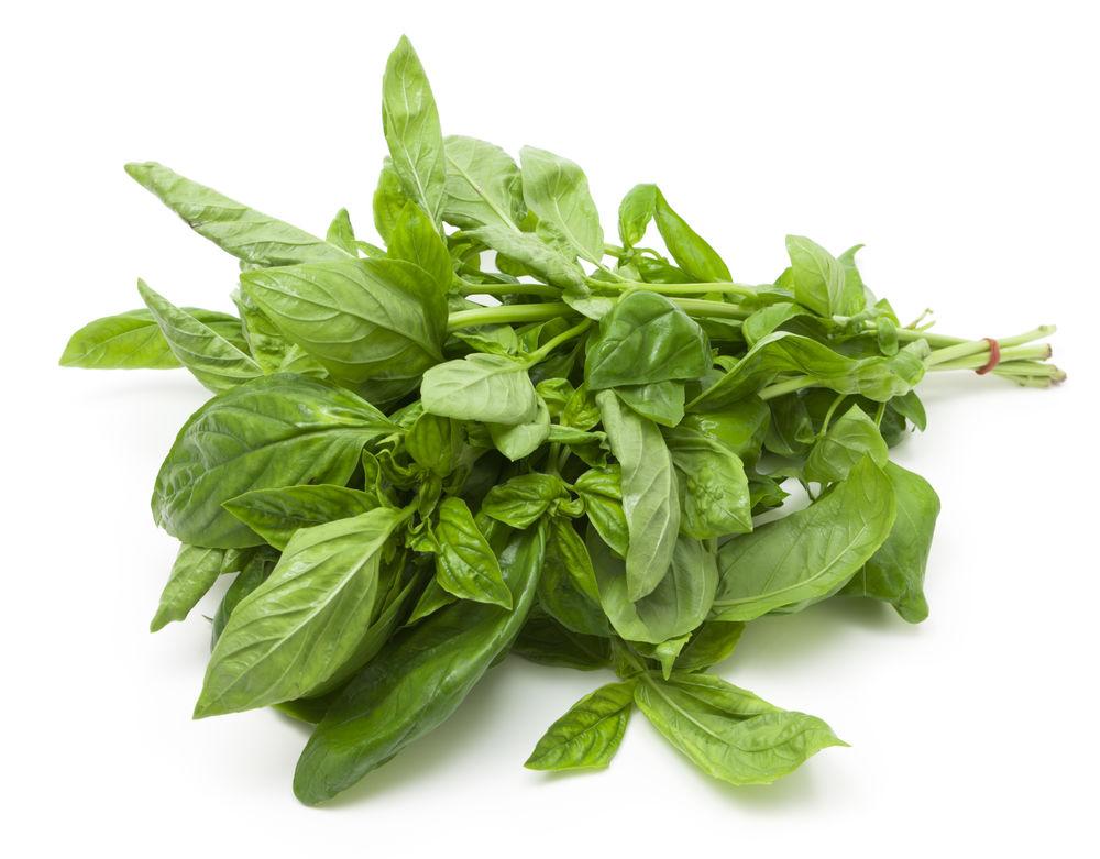 Grønn Basilikum Gourmet Frisk i Pose, Etiopia, 20 g